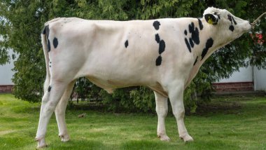 Çiftlik ağılında çok güzel bir boğa yetiştiriyor. Katalog için raftaki boğa yapımcısı..