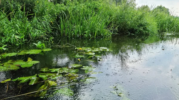 川の緑の水生植物のグループ 川の睡蓮とダックウィード — ストック写真