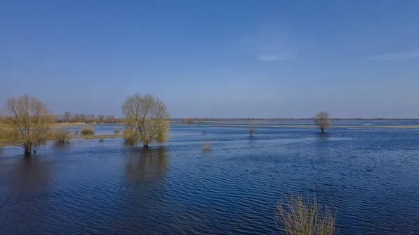 高い水の期間中に洪水の木 水の中の木 ベラルーシのトゥロフ近くのプリピャト川の春の洪水の風景 — ストック写真