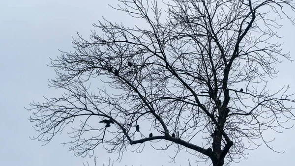 Cuervos Sentados Sobre Árbol Desnudo Invierno Sobre Fondo Gris Del —  Fotos de Stock