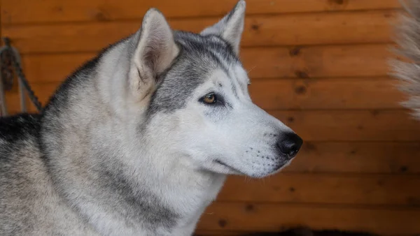 Husky Siberiano Mantiene Aviario Perro Mira Cámara Concepto Animal Perro —  Fotos de Stock