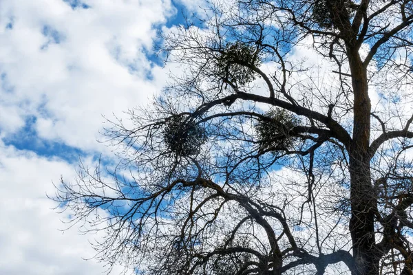 Árbol Infestado Parásitos Muérdago Cielo Azul Con Nubes Blancas Fondo — Foto de Stock