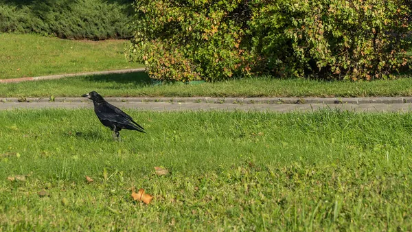 緑のフィールドに鳥を参照してください 新鮮な緑の草の中のカラスは食べ物を探しています — ストック写真