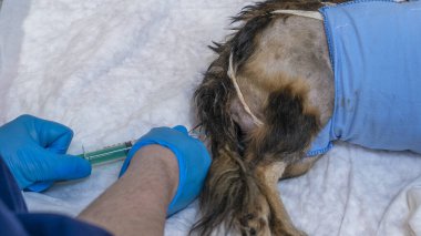 Veteriner, hasta bir köpeğe iğne yapıyor. Doktor elinde ilaçlı bir şırınga tutuyor. Veteriner ambulansı. Tedavi aşısı yapan hayvan. Hayvan sağlığı konsepti.