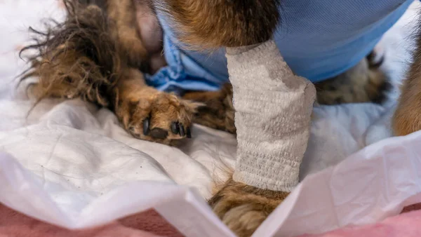 Bandajlı pençeli komik bir köpek veteriner kliniğinde beyaz bir masada oturuyor. Hayvan sağlığı kavramı.