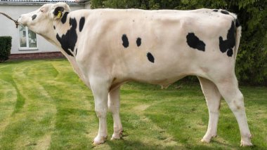 Çiftlikteki kabile boğası. Beyaz boğa Holstein 'in gösteri standındaki bir prodüktörüdür. Çiftlik işi kavramı.