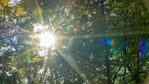 Bela Luz Solar Outono Uma Floresta Sol Brilhar Nas Copas — Fotografia de Stock