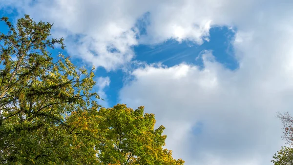 Hojas Amarillas Caídas Árbol Contra Cielo Azul Nublado Árbol Arce — Foto de Stock