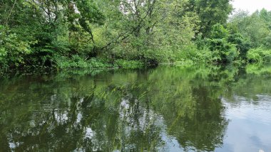 Nehir ve yeşil ormanın güzel doğal manzarası. Ormanda yavaşça akan sessiz bir nehrin manzarası..