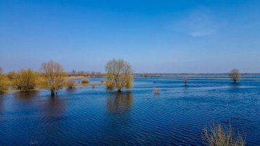 Dalgalanan sular altında kalan ağaçlar. Sudaki ağaçlar. Beyaz Rusya 'nın Turov kenti yakınlarındaki Pripyat Nehri' nin taşmasıyla manzara.