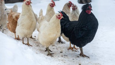Bir grup güzel yerli beyaz tavuk ve siyah horoz karlı bir kış gününde karda yürüyorlar. Tavuk çiftliği kavramı.