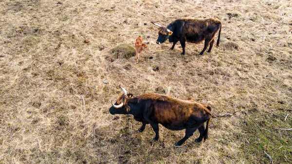 Wilde Kühe Auf Nackter Weide Frühling Kühe Grasen Auf Wilder — Stockfoto