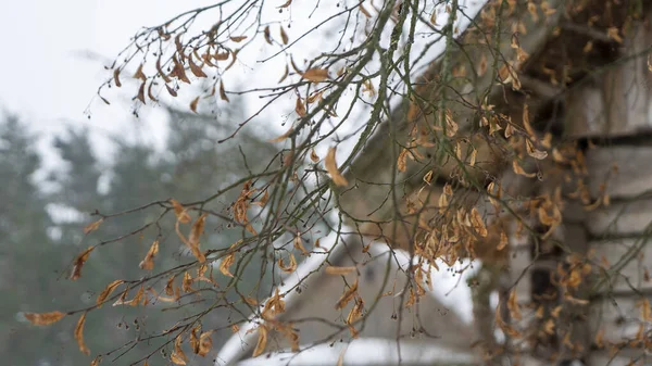 Gelbe Blätter Des Baumes Mit Schnee Bedeckt Auf Rustikalem Haus — Stockfoto