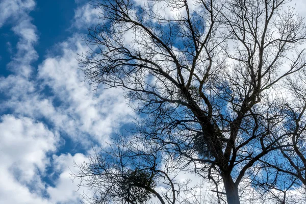 Tree Infested Mistletoe Parasites Blue Sky White Clouds Background Spring — Stock Photo, Image