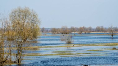 Dalgalanan sular altında kalan ağaçlar. Sudaki ağaçlar. Beyaz Rusya 'nın Turov kenti yakınlarındaki Pripyat Nehri' nin taşmasıyla manzara.