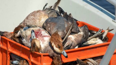 Ödül avcısı vahşi ördekler turuncu kutunun üzerinde yatıyordu..