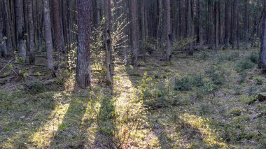 Yeşil ormanda güneş ışığı. Idyllic ormanı, yosunlu yosunlar, altın güneş ışınları panorama ışınları..