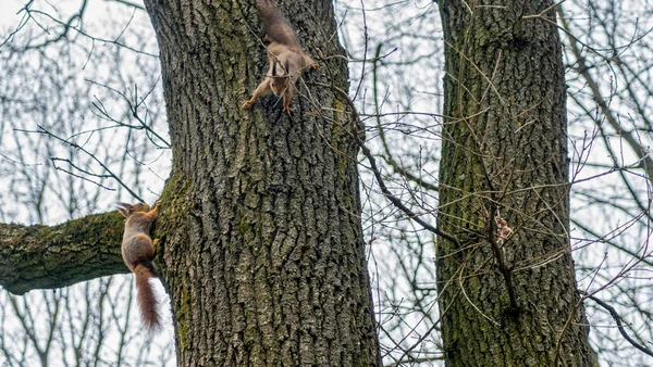 Rotes Eichhörnchen Schaut Frühling Mit Kopierraum Von Einem Baum Herunter — Stockfoto