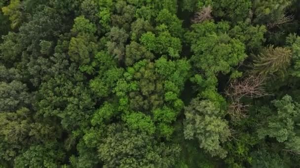 Vista Aérea Arriba Hacia Abajo Del Puente Con Vía Férrea — Vídeos de Stock