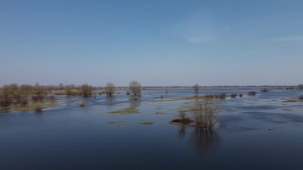 Затоплені Дерева Період Високої Води Дерева Воді Пейзаж Весняною Повінню — стокове відео