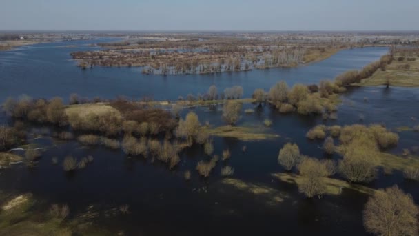 在高潮期被洪水淹没的树木 在水里的树 白俄罗斯Turov附近普里皮亚特河的春季洪水景观 — 图库视频影像