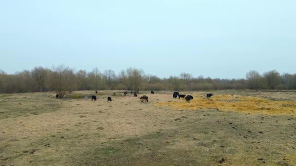 Herd Van Wilde Koeien Een Weiland Verdomde Vechtpartijen Natuur Het — Stockvideo