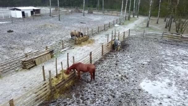 Konie Stojące Zimie Ranczu Osobnych Podwórkach Szeroki Strzał Powietrza Koncepcja — Wideo stockowe