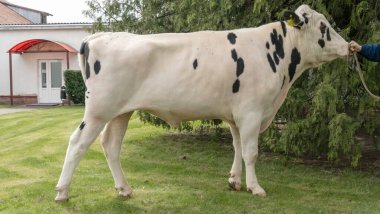 Çiftlikteki kabile boğası. Beyaz boğa Holstein 'in gösteri standındaki bir prodüktörüdür. Çiftlik işi kavramı.
