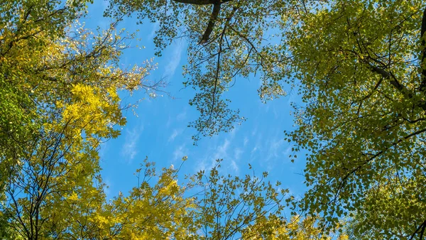 Folhas Amarelas Caídas Árvore Contra Céu Azul Nublado Árvore Bordo — Fotografia de Stock