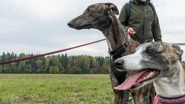 Beautiful Whippet Head Portrait Cute English Whippet Field Animal Concept — Stock Photo, Image