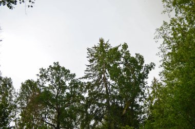 Yeşil ormanda güneş ışığı. Idyllic ormanı, yosunlu yosunlar, altın güneş ışınları panorama ışınları..