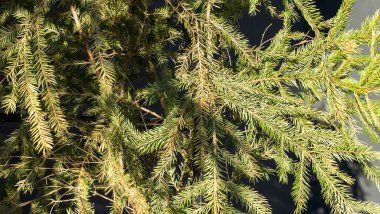 Köknar ağacının bir dalı yeşil arkaplandadır.