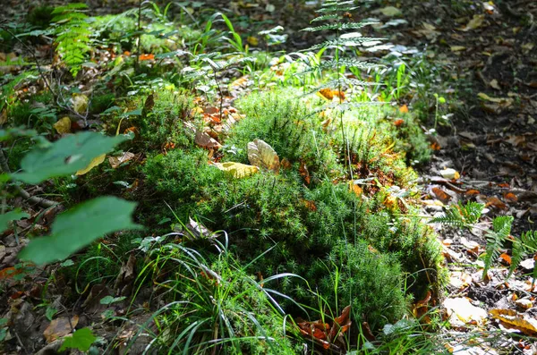 Світло Зеленому Лісі Ідилічний Ліс Галявина Моховинний Ліс Золоті Промені — стокове фото