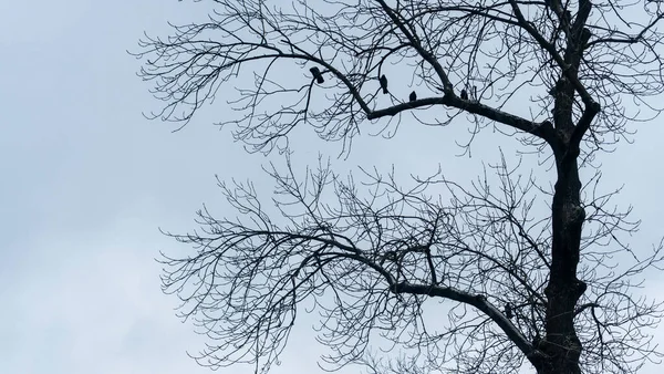 Corbeaux Assis Sur Arbre Hiver Sur Fond Ciel Gris — Photo