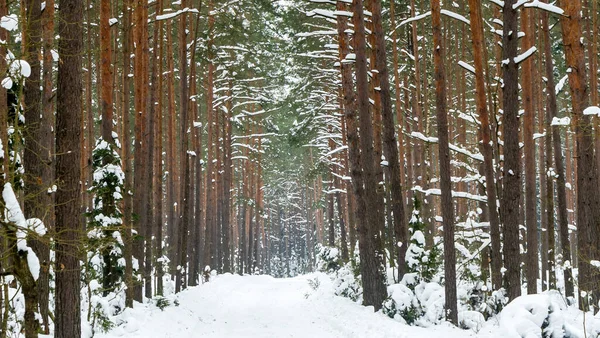 Winterwald Schnee Auf Den Ästen Der Bäume Frostige Luft Park — Stockfoto