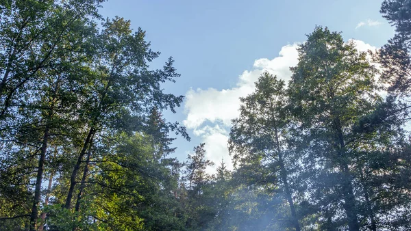Topos Das Árvores Contra Fundo Céu Azul Nuvens Folhagem Verde — Fotografia de Stock