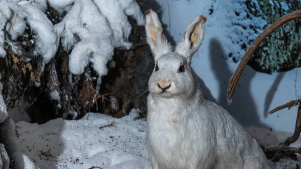 自然科学博物館で公開された白いウサギを埋め込みました 野生生物の概念 — ストック写真