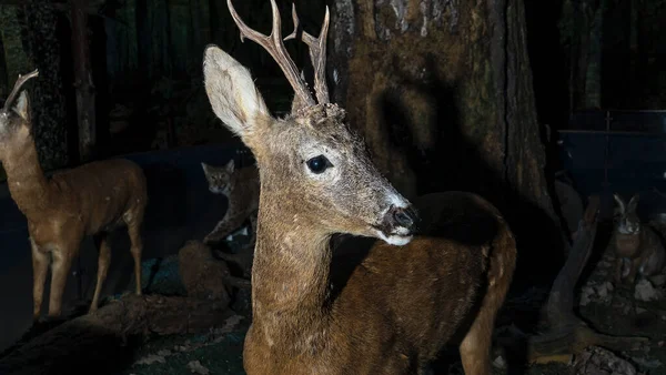 Cervos Recheados Com Pernas Longas Chifres Taxidermia Veado Recheado Buck — Fotografia de Stock