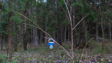 Ağaç dalında sallanan kayıp meme ucu. Ağaçta asılı bebek kukla. Kayıp kukla. Çocukluk kavramı.