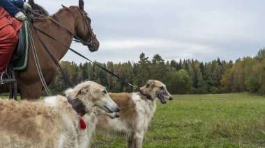 Güzel Rus borzoisi ya da atlı tazı köpekleri. Köpeklerin ve sıcak kafaların yakın görüntüsü. Hayvan konsepti. Rus Borzoi köpekleriyle geleneksel avın tarihi yeniden canlandırması.