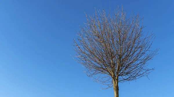 Runde Kronen Eines Dekorativen Bäumchens Ohne Blätter Vor Dem Hintergrund — Stockfoto