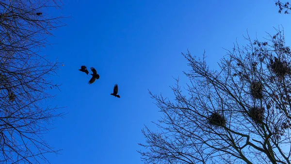 欧洲Jackdaw鸟的殖民地 在乌云密布的天空下 在光秃秃的树梢上筑巢的一群美洲驼 鸟类学概念 — 图库照片
