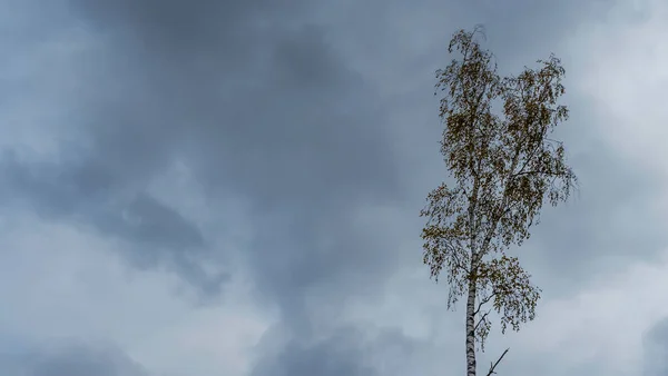 Crown Lonely Birch Tree Cloudy Sky Space Text Image Sad — Stock Photo, Image