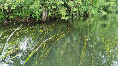 Nehirdeki bir grup yeşil su bitkisi. Nehirde su zambakları ve ördek yosunu.