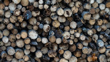 Kaliteli ahşap ahşap duvarda kış için hazırlanmış büyük bir odun yığını. Tasarım için doku. Kereste olarak odun yığınlarını kes.