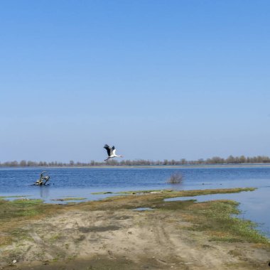 Mavi gökyüzünde uçan beyaz leylek.