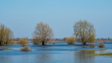 Dalgalanan sular altında kalan ağaçlar. Sudaki ağaçlar. Beyaz Rusya 'nın Turov kenti yakınlarındaki Pripyat Nehri' nin taşmasıyla manzara.