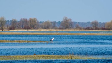 Leylek nehirde avlanıyor. Metin için kopyalama alanı olan arkaplan.