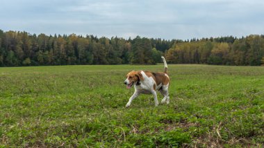 Av köpeği çimlerin üzerinde oynuyor. Doğal bir sonbahar arka planında av köpeği. Hayvan konsepti.