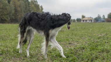 Rus tazıları doğada. Rus borzoi köpeği sonbahar doğasının arka planına karşı duruyor. Hayvan konsepti.